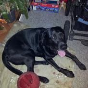 Labrador retriever Victor