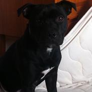 Staffordshire bull terrier shorty