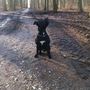 Staffordshire bull terrier shorty