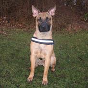 Blanding af racer Rockey