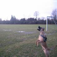 Blanding af racer Rockey