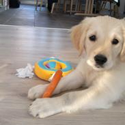 Golden retriever Silke