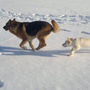 Golden retriever Silke