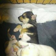 Blanding af racer Tchiko