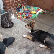 Blanding af racer Tchiko