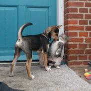 Blanding af racer Tchiko