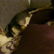 Blanding af racer Tchiko