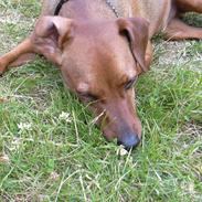 Dvaergpinscher Tiny tino