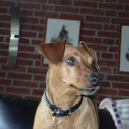 Dvaergpinscher Tiny tino
