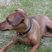 Dvaergpinscher Tiny tino