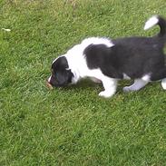 Border collie Caddie