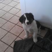 Border collie Caddie