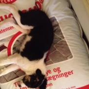 Border collie Caddie