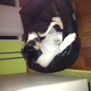 Border collie Caddie