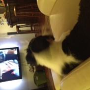 Border collie Caddie