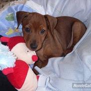 Dvaergpinscher Tiny tino