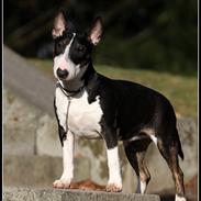 Bullterrier miniature Milkywayminiature Queen Of DK