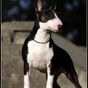 Bullterrier miniature Milkywayminiature Queen Of DK