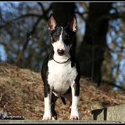 Bullterrier miniature Milkywayminiature Queen Of DK