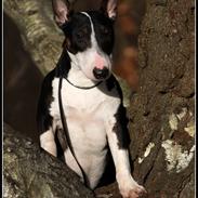 Bullterrier miniature Milkywayminiature Queen Of DK