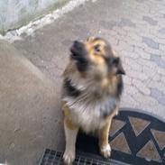 Islandsk fårehund Lundi