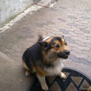 Islandsk fårehund Lundi