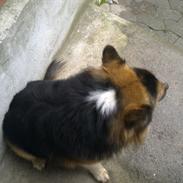 Islandsk fårehund Lundi