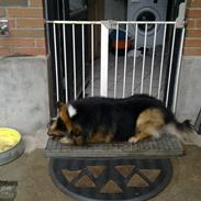 Islandsk fårehund Lundi