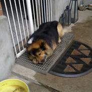 Islandsk fårehund Lundi