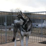 Siberian husky Haicko