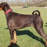 Dobermann Brown Chief Aviva.