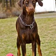 Dobermann Brown Chief Aviva.