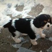 Cavalier king charles spaniel Pelle