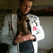 Fransk bulldog Chewie 