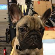 Fransk bulldog Chewie 