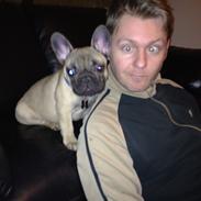 Fransk bulldog Chewie 