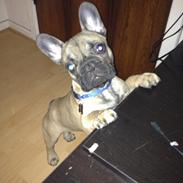 Fransk bulldog Chewie 