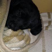 Blanding af racer Buller