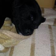 Blanding af racer Buller