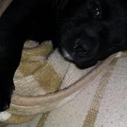 Blanding af racer Buller