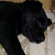 Blanding af racer Buller