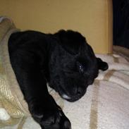 Blanding af racer Buller