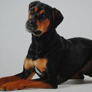 Blanding af racer Pelle