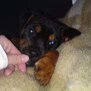 Blanding af racer Pelle