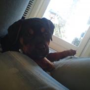 Blanding af racer Pelle