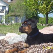 Blanding af racer Pelle