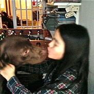 Labrador retriever Otto