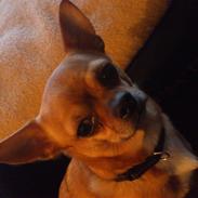 Chihuahua Casper
