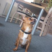 Chihuahua Casper