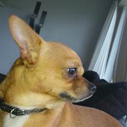 Chihuahua Casper